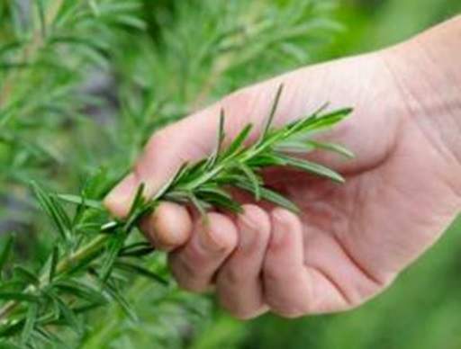 Picking rosemary herb